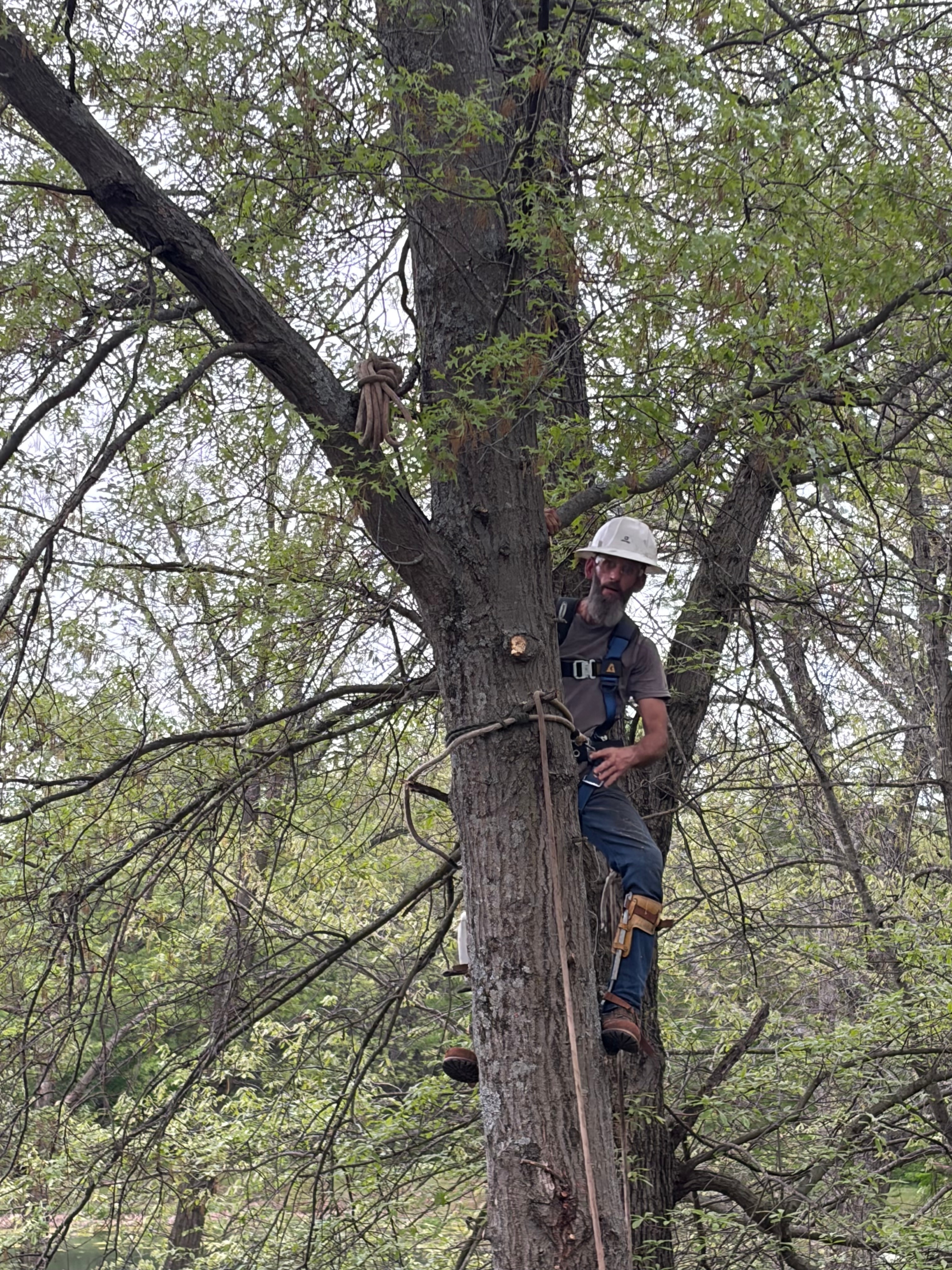 Only Trees Inc owner climbing a large tree in full safety harness and hard hat