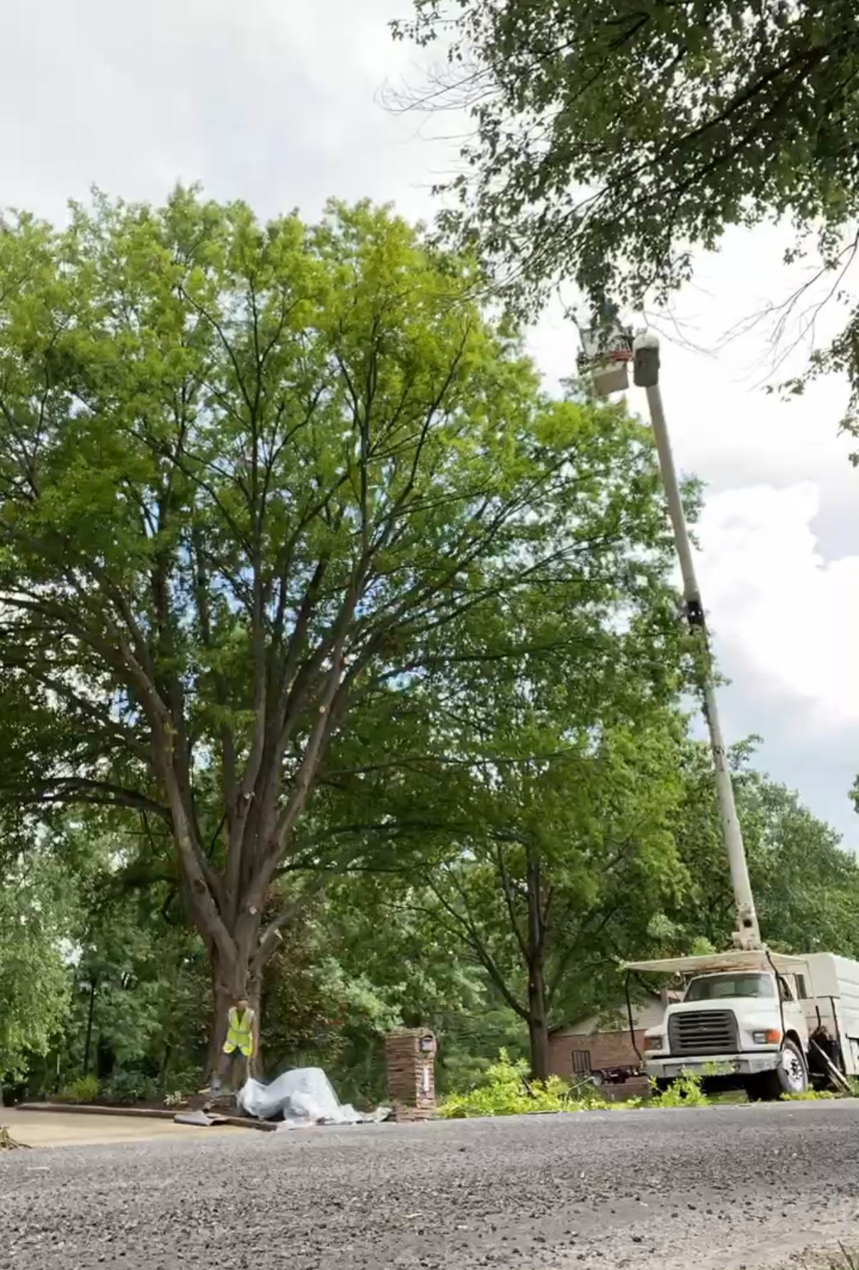 Only Trees Inc providing tree service in Belleville, IL