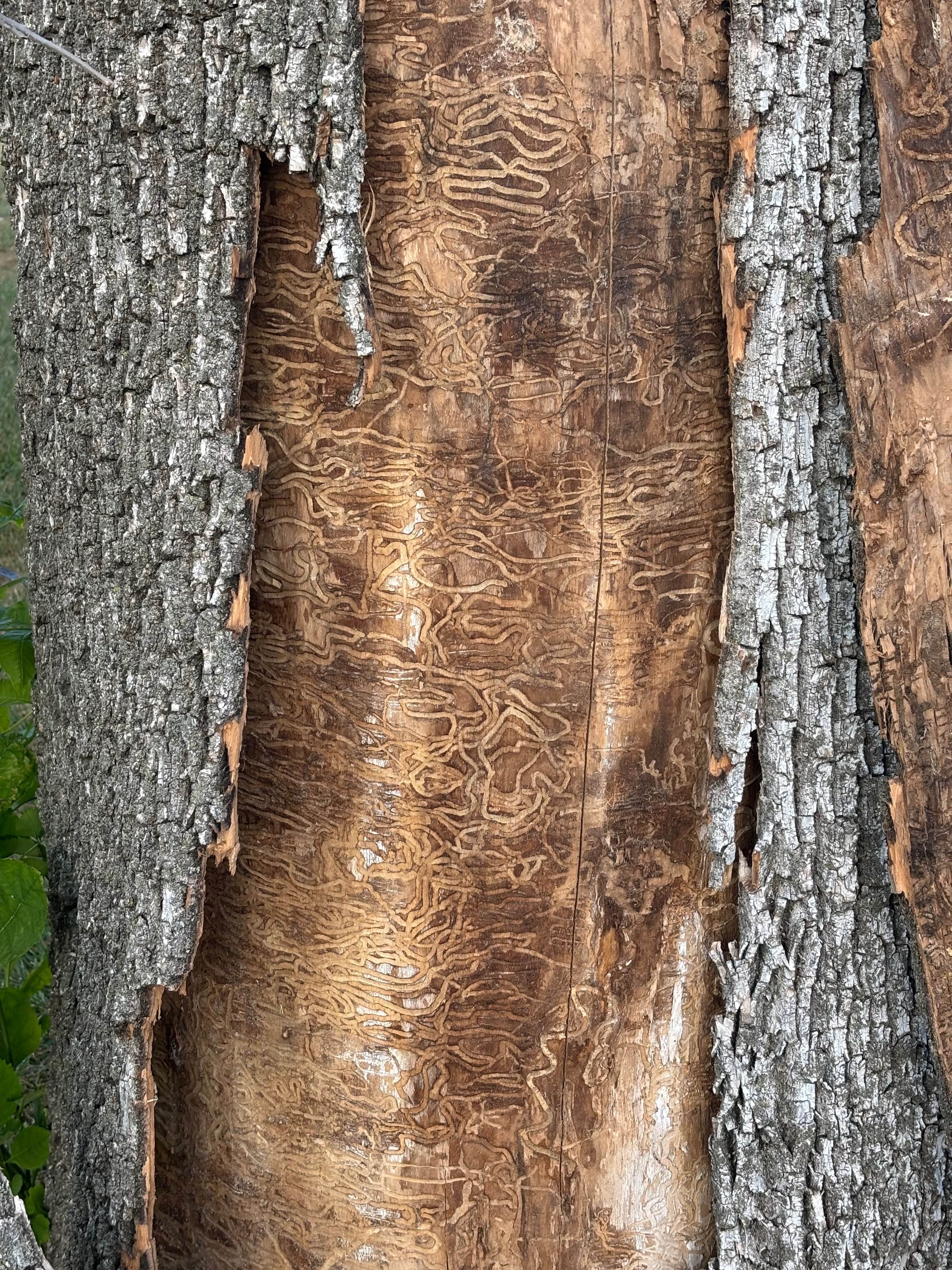 Close-up of ash tree trunk with bark peeled back, exposing dense S-shaped larval feeding galleries carved by Emerald Ash Borer into the cambial tissue
