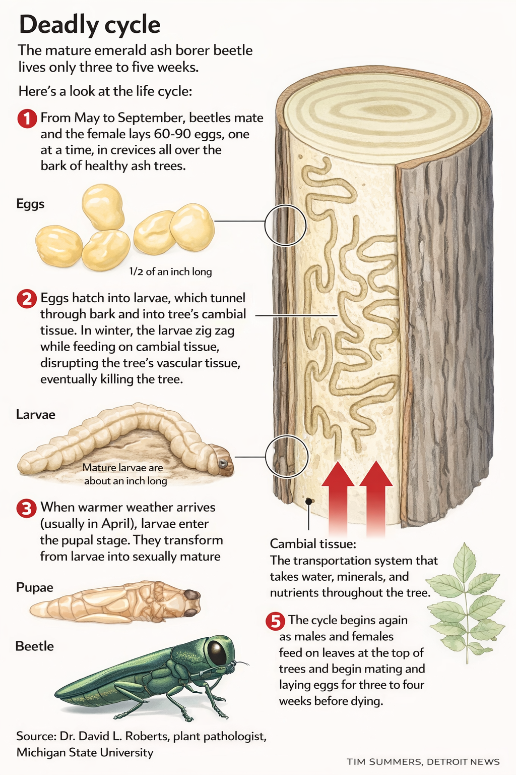 Educational diagram showing the deadly life cycle of the Emerald Ash Borer beetle — from eggs laid in bark crevices, to larvae tunneling through cambial tissue, to pupae and adult beetles.
