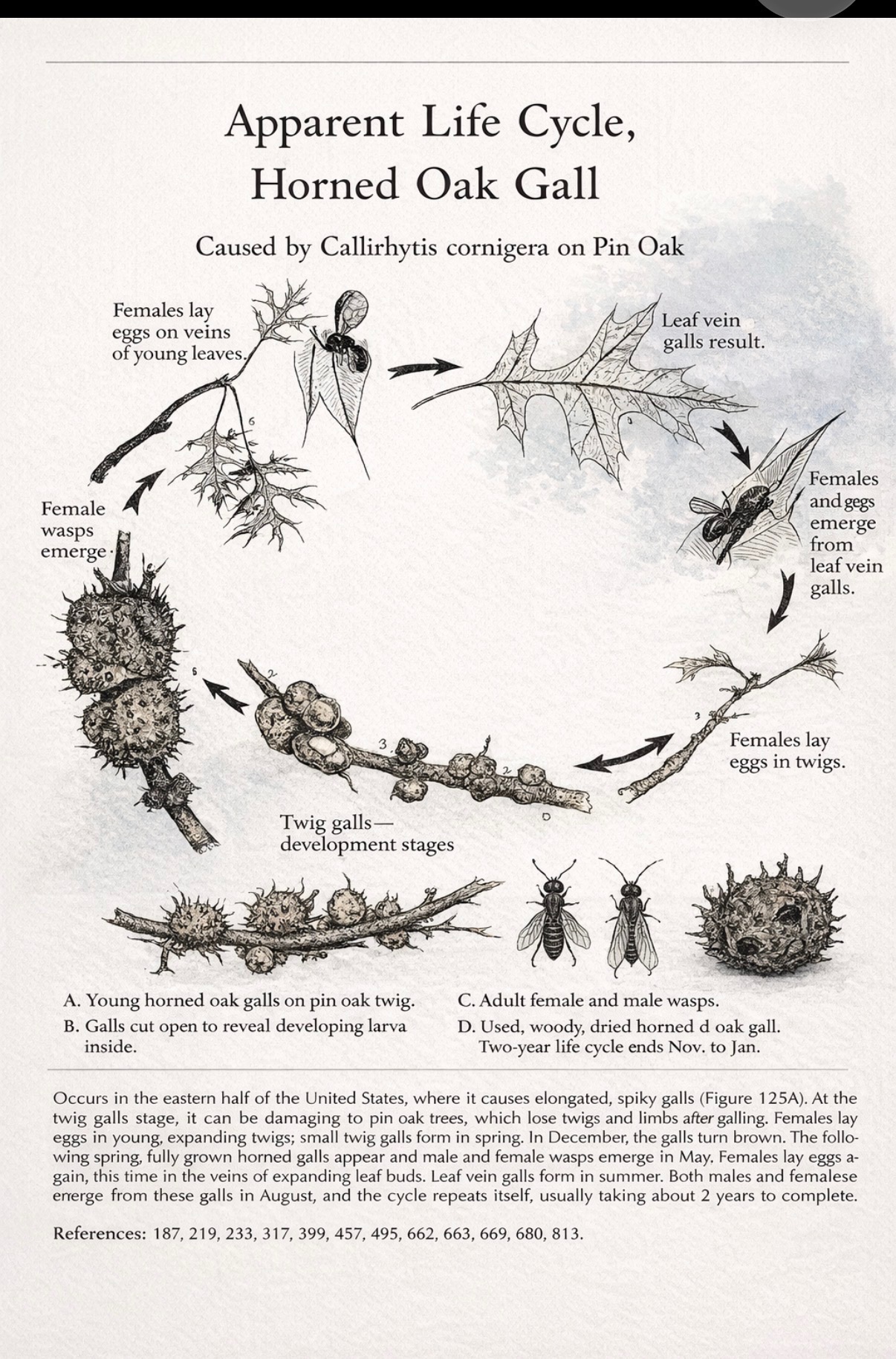 Educational botanical illustration of the apparent two-year life cycle of the Horned Oak Gall caused by Callirhytis cornigera on Pin Oak — showing female wasps, leaf vein galls, twig gall development stages, and adult male and female wasps.