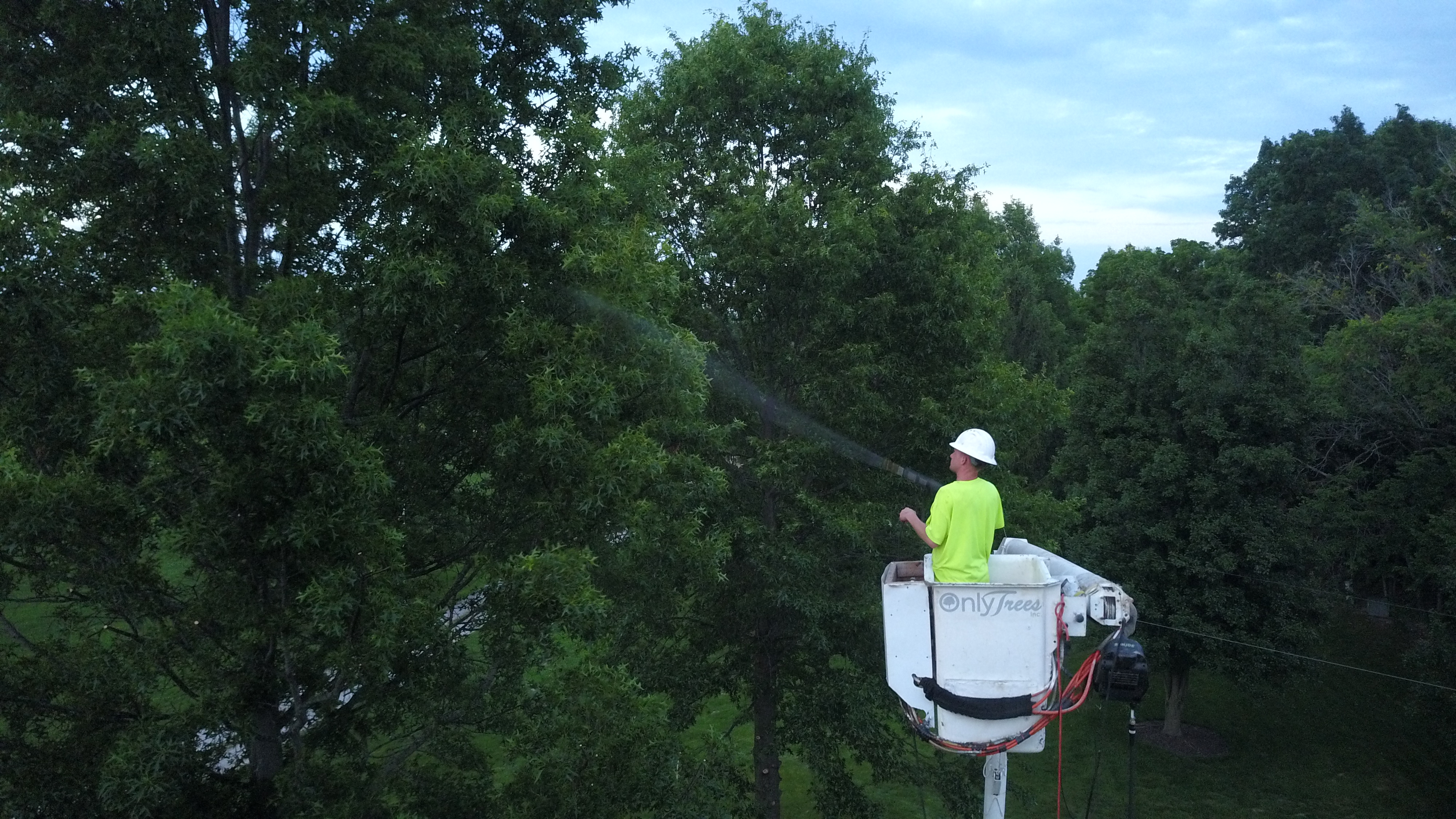 Drone aerial side-angle of Only Trees bucket truck operator directing treatment spray into a dense tree canopy at dusk