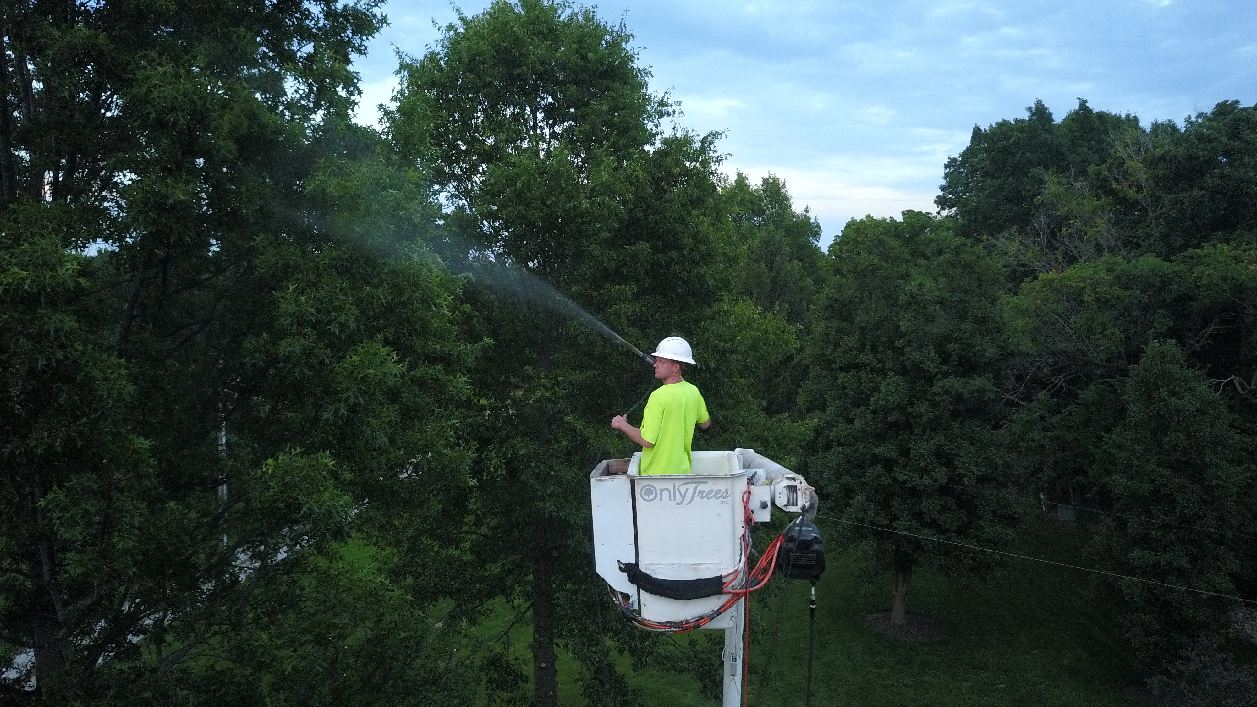 Only Trees Inc technician in branded bucket truck applying pesticide treatment spray to tree canopy at eye level, dusk